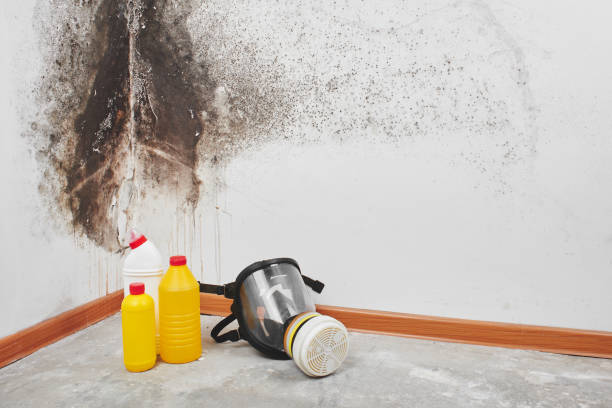 Home Mold Removal in Palisade, CO