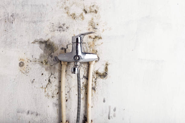Mold Removal and Inspection in Palisade, CO