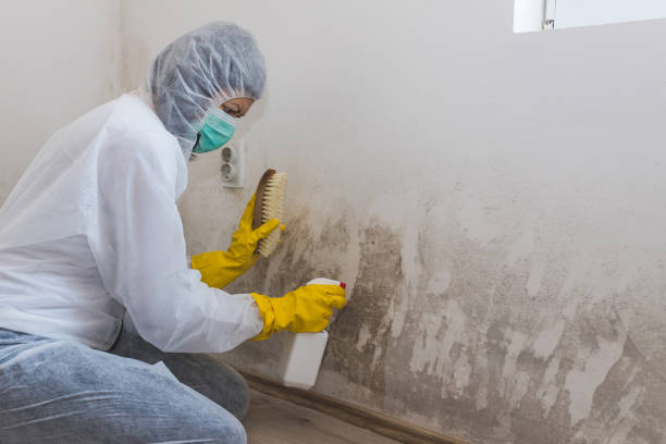 Attic Mold Removal in Palisade, CO