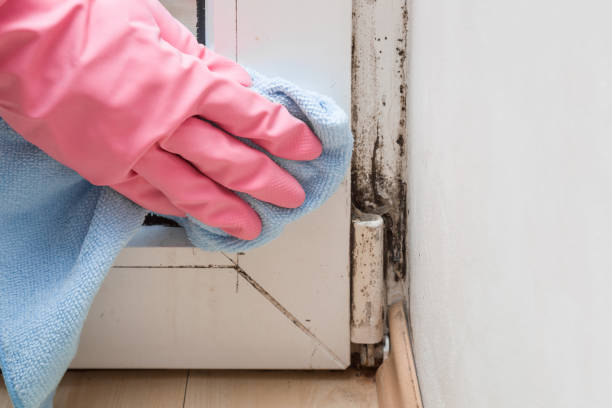 Best Mold Damage Repair  in Palisade, CO